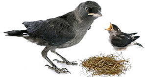 A crow nest built at a ventilation system opening, illustrating the potential blockage and reduced efficiency caused by bird nesting.