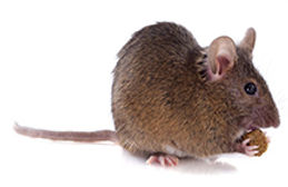 An image depicting a mouse nesting in a ventilation system, highlighting the risk of reduced airflow and potential fire hazards.